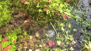 First Frog spawn