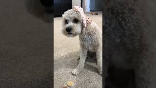 My dog's favorite part about modeling 💁‍♀️🦴 #funnycavapoo #cutecavapoo #dogvideo