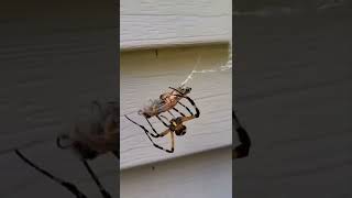 Spider Feast making quick work of an insect! #shorts #tiktok #animal #spider