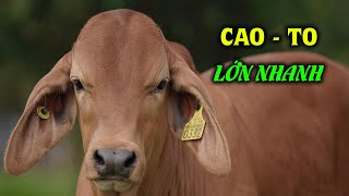 Không Phải Bò 3b Mà Đây Mới Là Giống Bò Được Tôn Kính Nhất Thế Giới Và Cách Chăn Nuôi Vỗ Béo Bò Brah