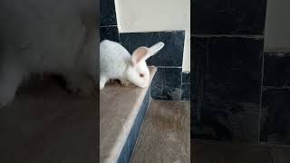 friends#youtubeshorts #animal #bunny #bunnyboy #farming #rabbit