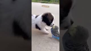 cute dog 🐕and parrot 🦜 plays friendly #shorts #dog #parrot