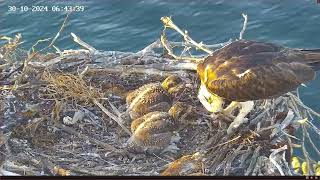 Port Lincoln Osprey 30.10.2024 06:37