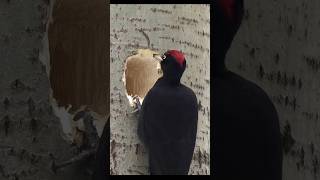 Apple logo designer). Black woodpecker. #wildlife​ #shots​ #birds​ #apple​