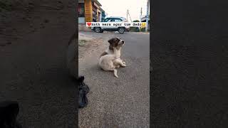 🐾Ye hai Mr. Doggy 🐶🎤#shortvideos #subscribe #love #travel #trending