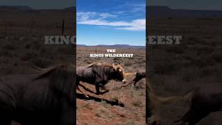 The Kings Wildebeest #huntingsouthafrica #wildebeests #wildlife #wild #hunting