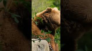 Bear | African animal | wild vibes with animation | AI #bear