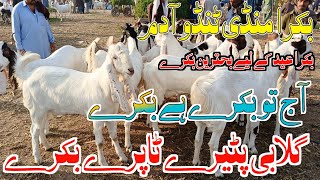 Bakra mandi Tando adam || Latest updates || Date 09/04/2024