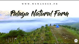 Palaya Natural Farm: Dragon Fruit Haven