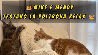 😺Mike e Mendy testano la poltrona relax 😹🐈‍⬛🐈😹#mainecoon #mainecoonlife  #shorts