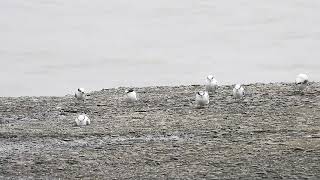 Saunders's Tern , Colaba, India. July 2024