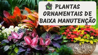 Jardinagem com plantas ornamentais de baixa manutenção