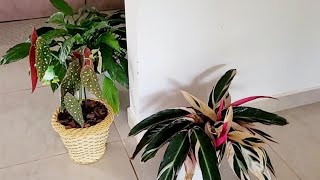 PLANTAS DE SOMBRA PRA CULTIVA5 DENTRO DE CASA 🏠