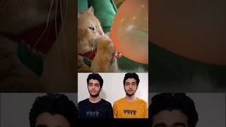 Cat blowing up balloons🤣 #mrbombastic #funny