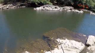 Pescando un sábalo en tiempo récord