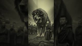 Gigantic dogs with owners #shorts #dogs #beast #creepy #scary #ai