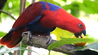 parrot eating fruit food video | Tota fruit kha raha hai, तोता फ्रूट खा रहा है #parrot #parroteating