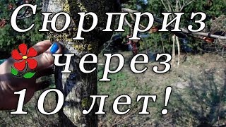 Привитые саженцы 10 лет спустя. Что получилось?