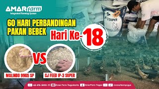 Part #18 | 60 HARI PERBANDINGAN PAKAN BEBEK | Malindo 9905 SP Vs CJ Feed IP-3 Super