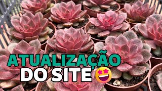 ATUALIZAÇÃO DO SITE 19/10 | Greenhouse Suculentas