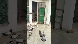 0 कली पंजाबी बच्चे की नसल चेक करिए। 0 Kali Punjabi highflying pigeon baby #highglying #punjabi