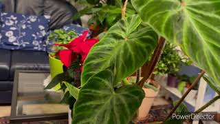 Philodendron Verrucosum /Ghie Channel and Vlog