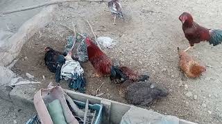 Old Video Of Our Chickens Playing & Enjoying in Garden | House Poultry|