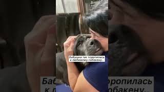 Как он любит бабушку🥺🥺 #shorts #животные