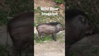 Little Wild Boar Invasion