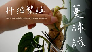 用扦插繁殖達成蔓綠絨自由！水培與土培方法🌿Step-by-step guide for philodendron cutting propagation