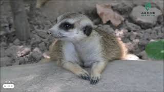 Meerkat - Another Day Of Happy Life