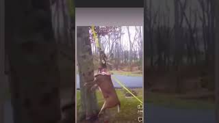 There’s More than One Way to Skin a Buck #deer #hunting #bucks #outdoor #shorts #buzzardbaitoutdoors