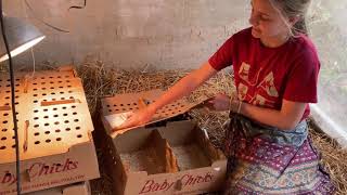 Chicks arrive at Willow Haven Farm