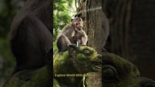 Ubud Monkey Forest #facts #monkey #indonesia #forest #shorts #reels #touristspot #travel #sanctuary