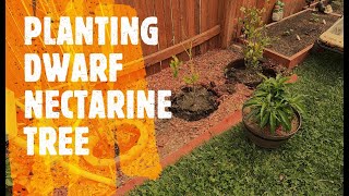 PLANTING DWARF NECTARINE TREE (EP. 8 1/2)