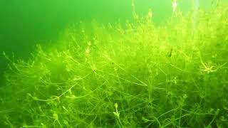 Snorkeling in the Lake