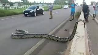 Video viral: gigantesca anaconda siembra el terror en avenida de Brasil