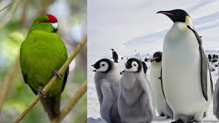 Top 10 flightless birds on Planet Earth#naturedocumentary #freedocumentary #animals #birds