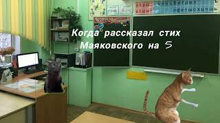 Мемные коты#Мемкоты#2024