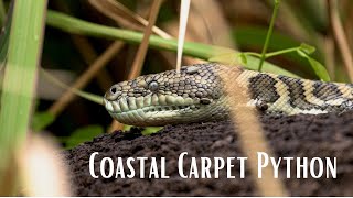 Carpet Python - Australian Wildlife Cinematic Footage