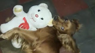 Jugando con su peluche 🧸🐩 😍