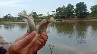 Nangkul di tengah kota di Stadion Utama Riau || Tradisional Fishing di tenggah Kota Pekanbaru