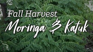 Moringa & Katuk - Fall Harvest