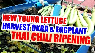 Okra & Eggplant Harvest with Young Lettuce &  Ripening Chili | The Rooftop Gardener