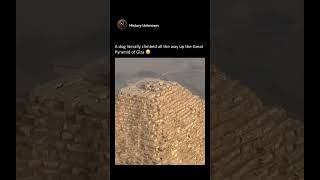 A dog climbed the Pyramid of Giza #shorts #short