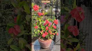 Euphorbia Milii/ Crown of Thorns #crownofthorns #euphorbiamilii #shorts #shortsvideo #flower #short