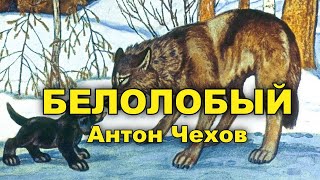 Белолобый. Антон Чехов