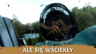 Ale się wściekły - usuwanie gniazda - likwidacja gniazda - gniazdo szerszeni