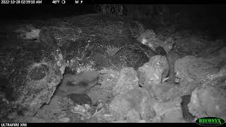 Rare Bird Spotted in Mauna Loa, Hawaii for the First Time Before Volcano Eruption;#bird #maunaloa