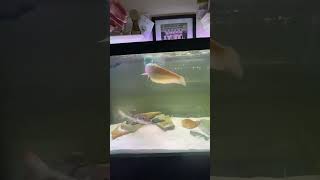 ALBINO AROWANA FEEDING🐟